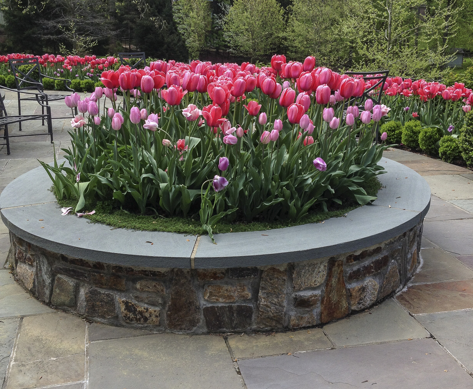 A planting of bright tulips in a raised planter bed has huge impact. : Annual Rotations : CITYSCAPES® Landscaping LLC