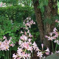 Lycoris have spring foliage that dies back and in late summer flowers emerge without leaves.