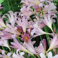 Naked Ladies (lycoris squamigera) blooms in summer without leaves, hence the name.