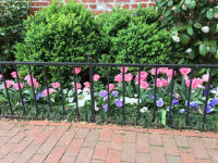 Side garden along street sidewalk with spring annuals
