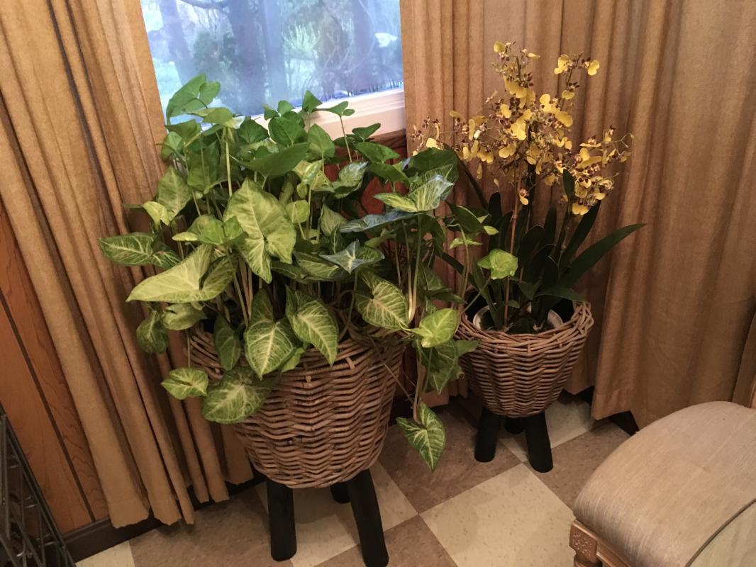 Faux orchid next to live plant.
 : Holiday Decorating, Faux Plant and Flower Installations : CITYSCAPES® Landscaping LLC