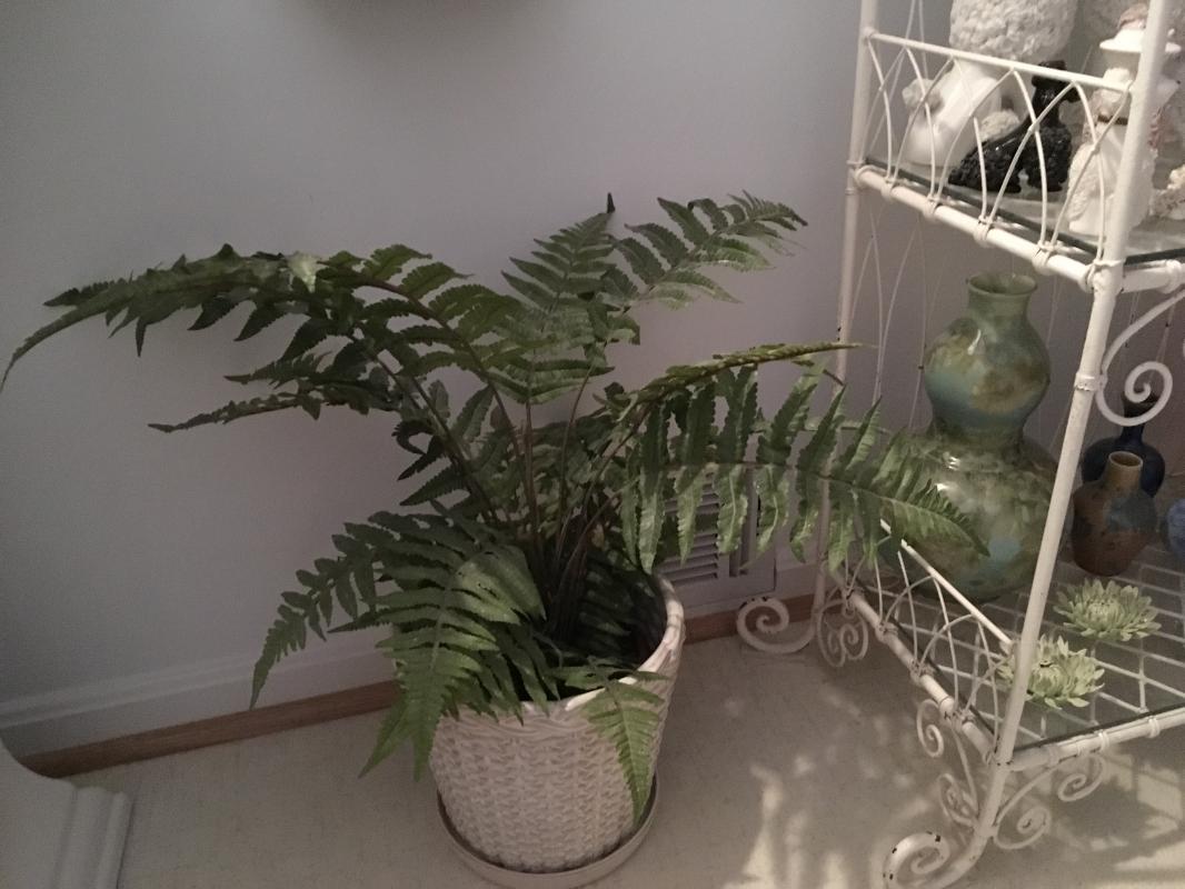 Faux Fern in a powder room.
 : Holiday Decorating, Faux Plant and Flower Installations : CITYSCAPES® Landscaping LLC