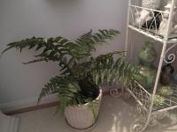 Faux Fern in a powder room.
