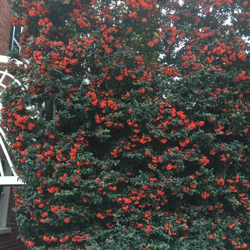 Espalier pruning of Pyracantha on a brick wall. : Maintenance : CITYSCAPES® Landscaping LLC