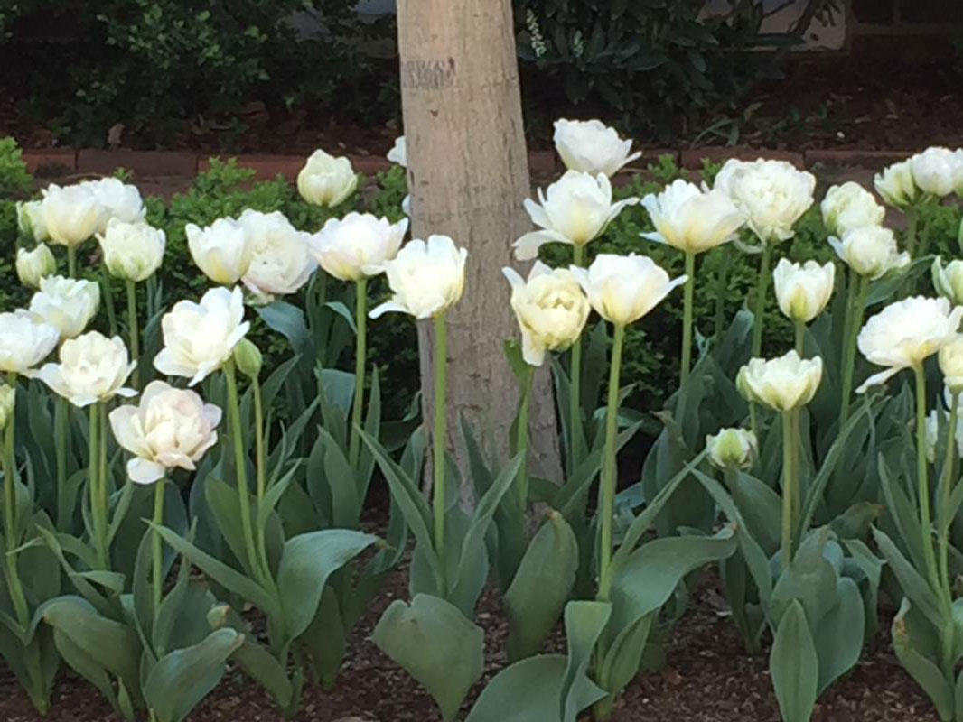 A tree box with white tulips is very classy looking.
 : Annual Rotations : CITYSCAPES® Landscaping LLC