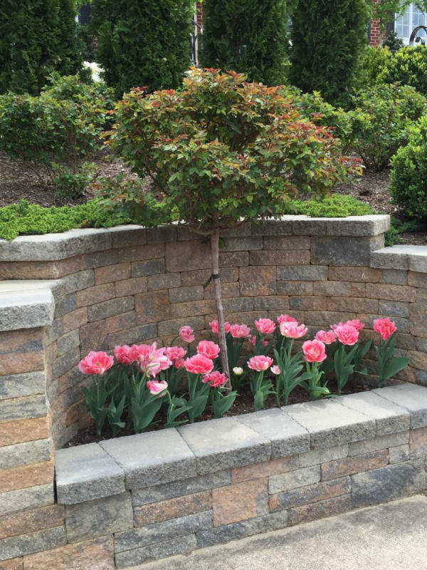 Pocket bed gets huge impact with bright colorful annuals.
 : Annual Rotations : CITYSCAPES® Landscaping LLC