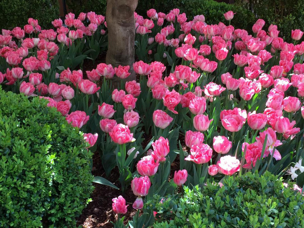 More tulips!
 : Annual Rotations : CITYSCAPES® Landscaping LLC