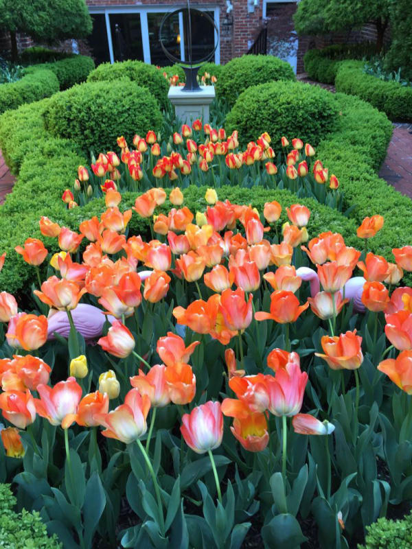 Vibrant tulips are striking against the lush green boxwoods.
 : Annual Rotations : CITYSCAPES® Landscaping LLC