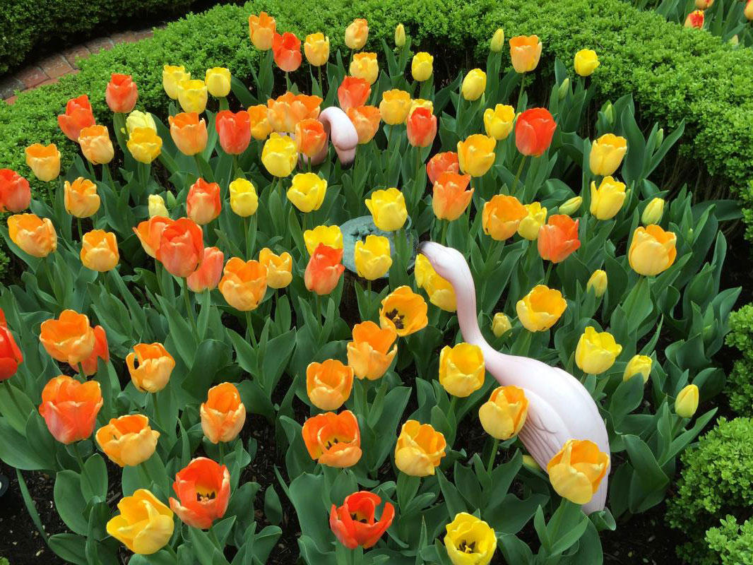 Each year, a different color scheme in this Georgetown garden.
 : Annual Rotations : CITYSCAPES® Landscaping LLC