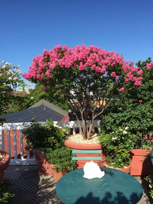 Even trees can grow on rooftops. : Rooftop and Balcony Gardens : CITYSCAPES® Landscaping LLC