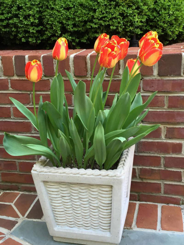 Seasonal annual rotations in planters can give color where there are no beds. : Annual Rotations : CITYSCAPES® Landscaping LLC