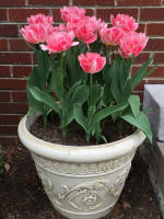 Add color with annuals in planters in any spot.
