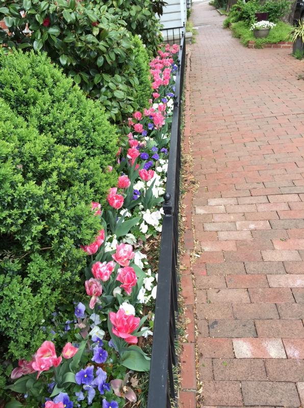 Narrow bed along the public sidewalk can have impact and color. : Front Gardens - Big and Small : CITYSCAPES® Landscaping LLC