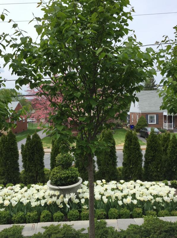 Another year and a different color for the spring annuals. : Suburban Gardens : CITYSCAPES® Landscaping LLC