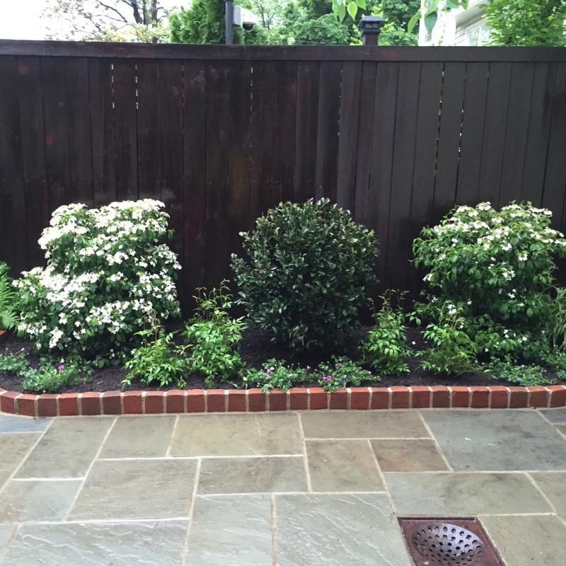 Simple, yet effective greenery keeps smaller areas from being too busy. : Georgetown, Capitol Hill, and NW Gardens : CITYSCAPES® Landscaping LLC