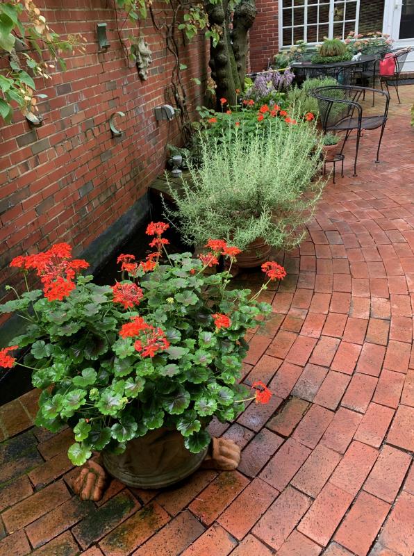 Colorful annuals change with the season and year to year. : Georgetown, Capitol Hill, and NW Gardens : CITYSCAPES® Landscaping LLC