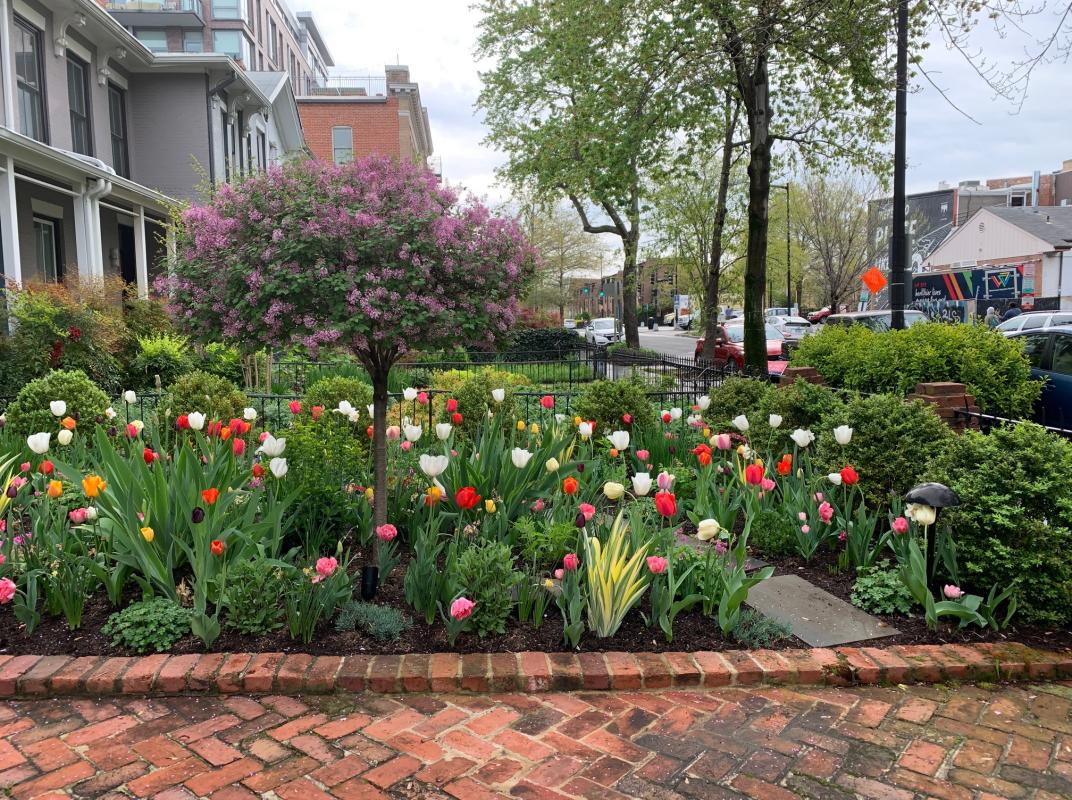 No grass to mow! 
Entire front yard is a lovely garden. : Featured Garden : CITYSCAPES® Landscaping LLC