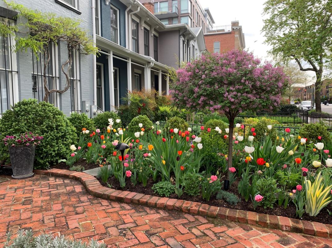 Spring tulips give color when very little is blooming. : Featured Garden : CITYSCAPES® Landscaping LLC