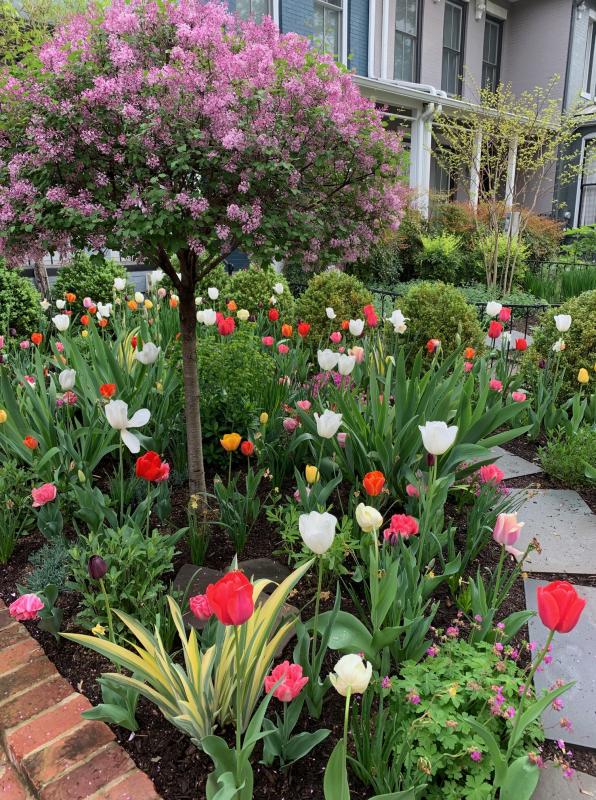 Topiary Lilac is the focal point of this garden. : Featured Garden : CITYSCAPES® Landscaping LLC