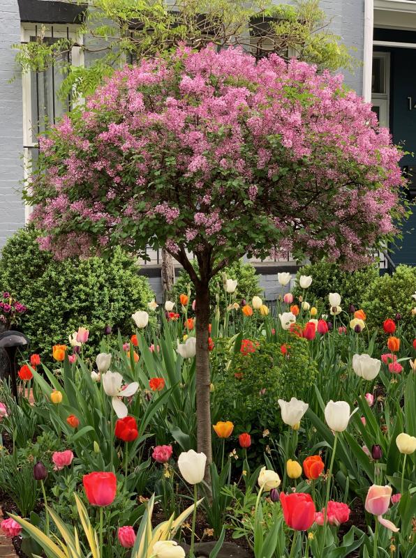 NW townhouse front yard garden in the spring. : Featured Garden : CITYSCAPES® Landscaping LLC