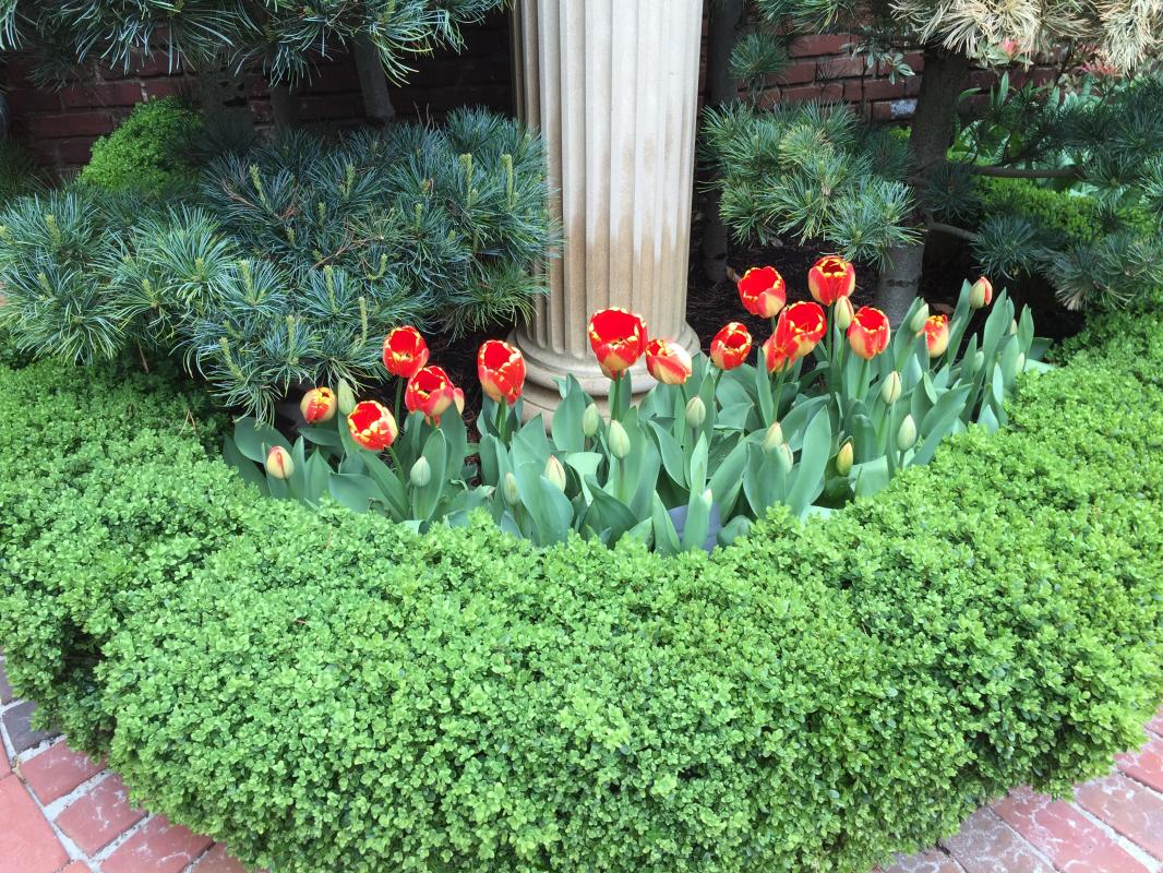 Detail of boxwood parterre with statuary. : Georgetown, Capitol Hill, and NW Gardens : CITYSCAPES® Landscaping LLC