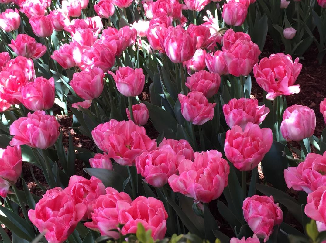 Wow!  
Hot pink parrot tulips. : Annual Rotations : CITYSCAPES® Landscaping LLC