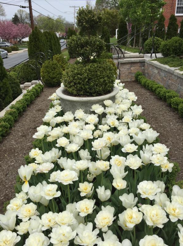 White parrot tulips give big impact in a parterre garden of evergreens. : Suburban Gardens : CITYSCAPES® Landscaping LLC