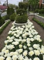 White parrot tulips give big impact in a parterre garden of evergreens.