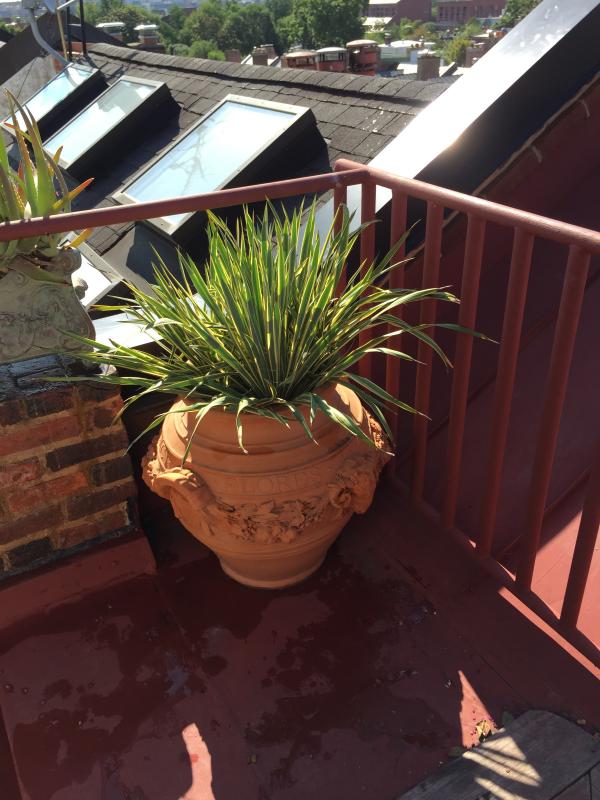 Using heat and drought tolerant plants is key to a successful rooftop garden. : Rooftop and Balcony Gardens : CITYSCAPES® Landscaping LLC