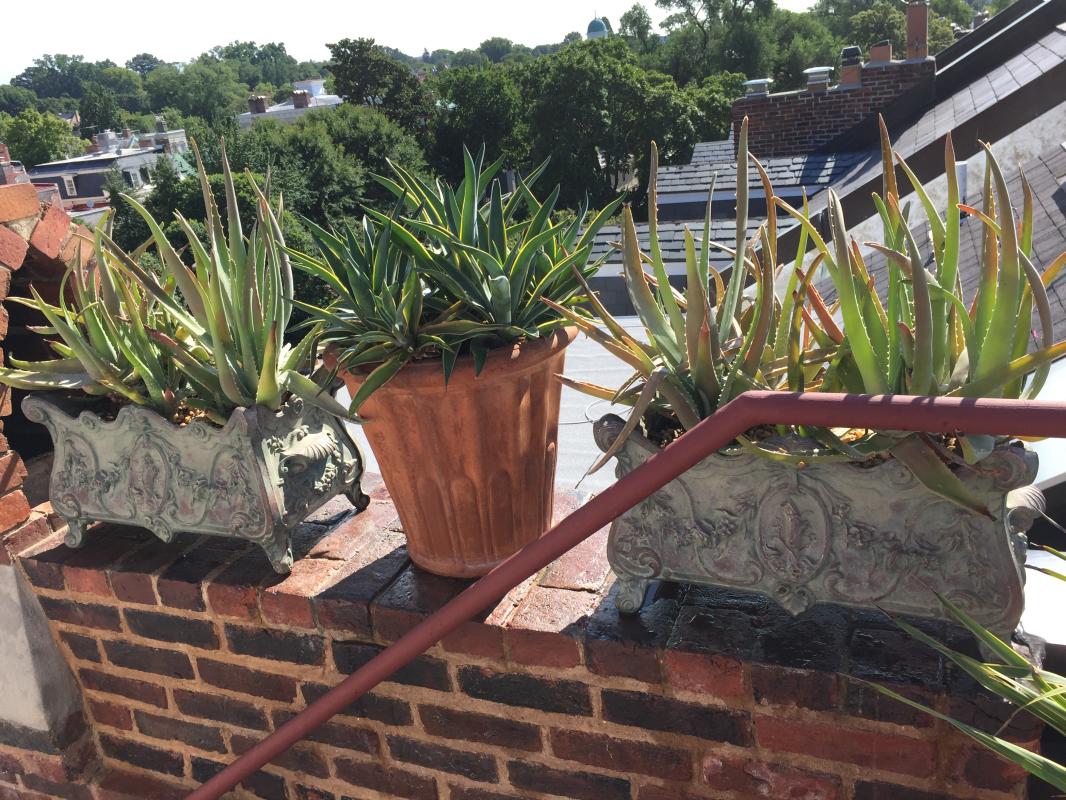 Using every inch of a rooftop garden. : Rooftop and Balcony Gardens : CITYSCAPES® Landscaping LLC