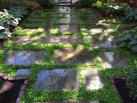 Close up of Mazus between the flagstone pavers.