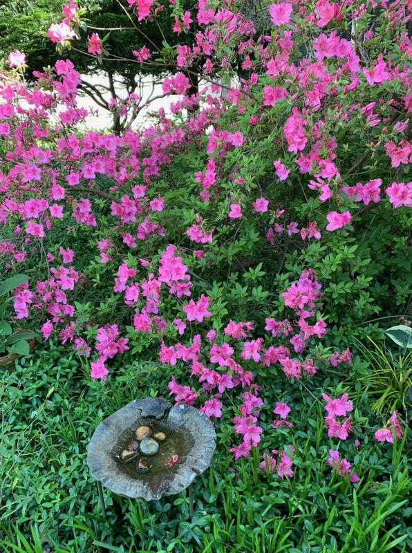 Detail of naturalistic garden. : Suburban Gardens : CITYSCAPES® Landscaping LLC