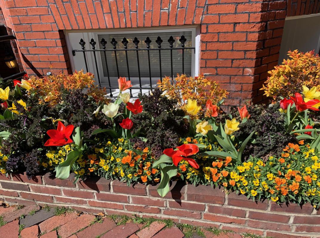 Making the most of a small front bed. : Front Gardens - Big and Small : CITYSCAPES® Landscaping LLC