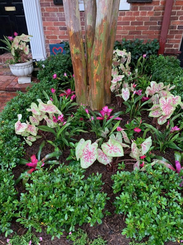 Pocket garden gets loads of summer color from tropical plants. : Front Gardens - Big and Small : CITYSCAPES® Landscaping LLC