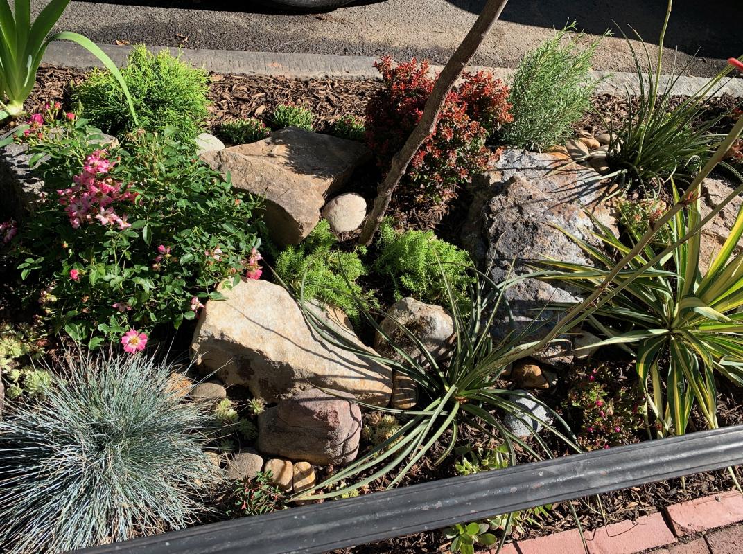 Close up of xeriscaped tree box garden. : Front Gardens - Big and Small : CITYSCAPES® Landscaping LLC