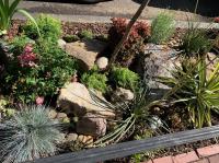 Close up of xeriscaped tree box garden.