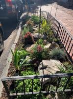 Tree boxes are a great place for a garden if you don't have a front yard.