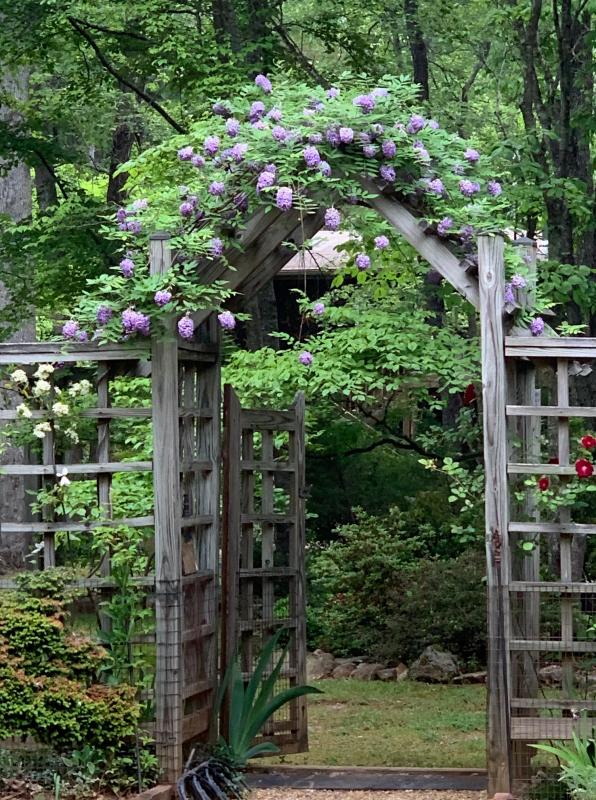 Fenced country garden with trellis for vertical plants. : Garden Details : CITYSCAPES® Landscaping LLC