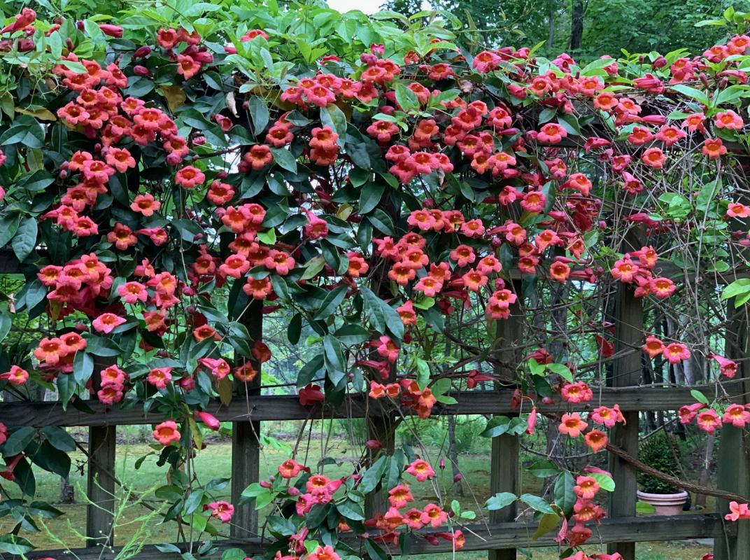 Wooden fence doubles as a trellis for flowering vines. : Garden Details : CITYSCAPES® Landscaping LLC