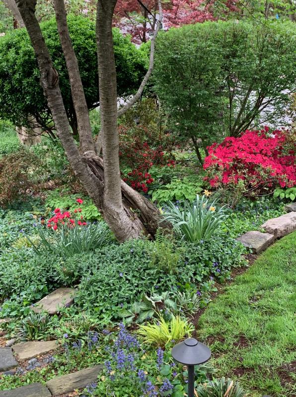 Detail of naturalistic garden. : Suburban Gardens : CITYSCAPES® Landscaping LLC