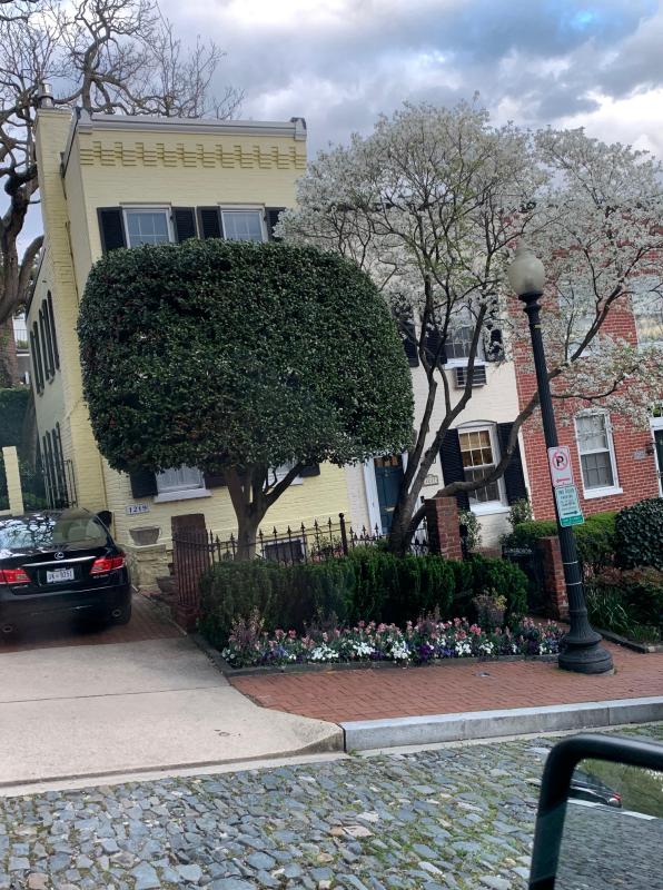Meticulous shaping of an evergreen holly tree. : Maintenance : CITYSCAPES® Landscaping LLC