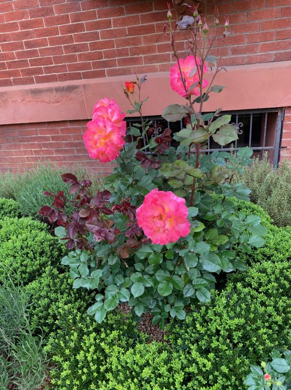 Roses need extra care. : Maintenance : CITYSCAPES® Landscaping LLC