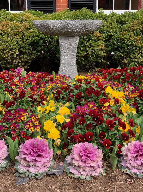 Pansies and cabbages from fall to spring. : Annual Rotations : CITYSCAPES® Landscaping LLC