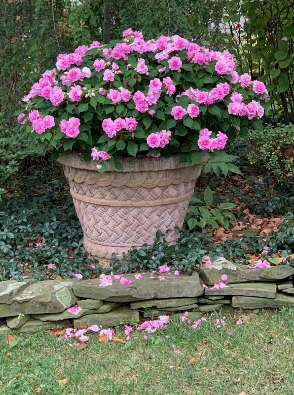 Double impatiens brings bright color to a shady spot. : Annual Rotations : CITYSCAPES® Landscaping LLC