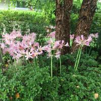 Lycoris grows well in a shade bed.
