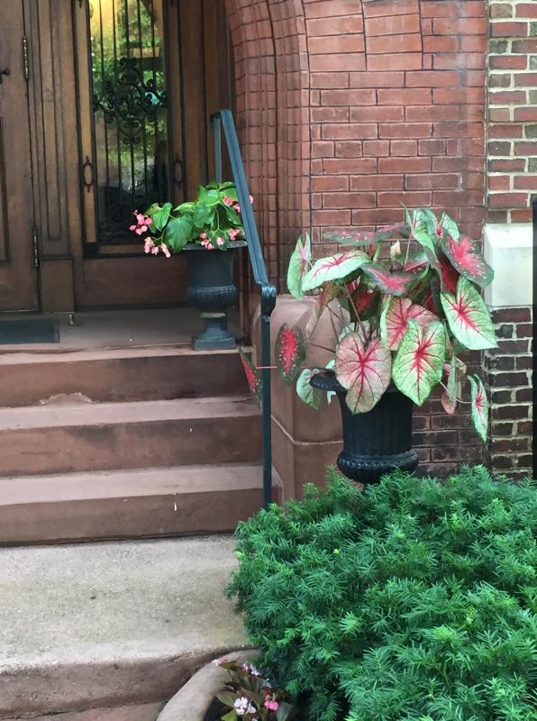 Summer annuals in urns at a NW office. : Annual Rotations : CITYSCAPES® Landscaping LLC