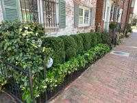 Front bed garden along a shady Georgetown street.