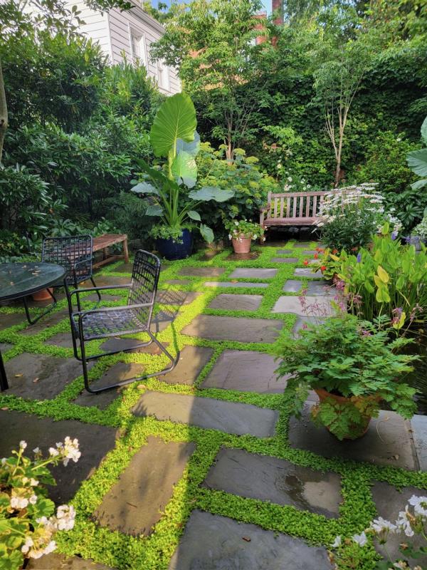 A private and lush Georgetown garden. : Georgetown, Capitol Hill, and NW Gardens : CITYSCAPES® Landscaping LLC